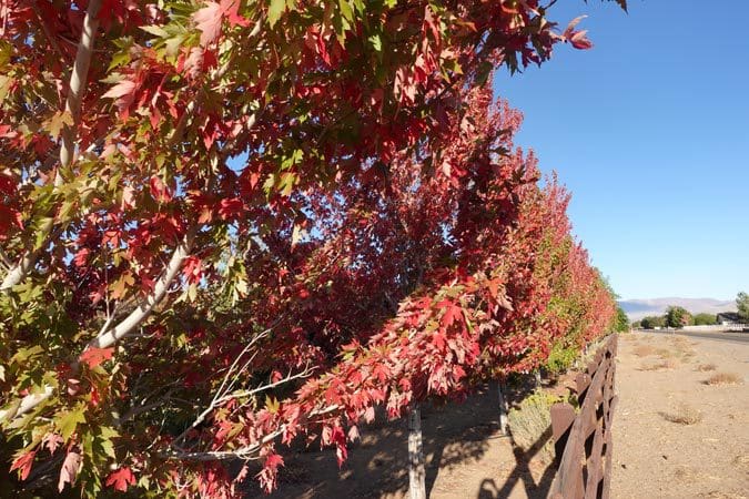 maple trees