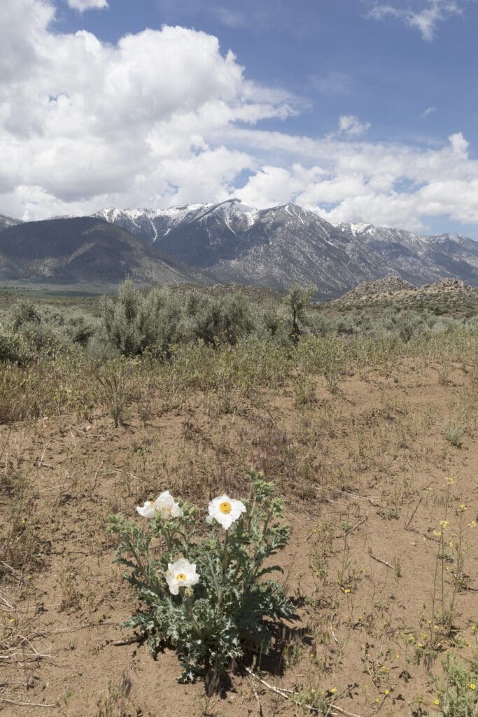 Prickly Poppy with Mountain