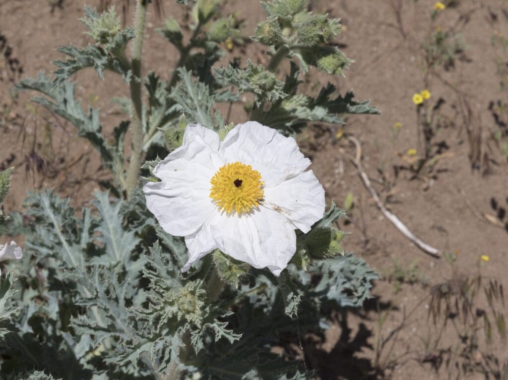 Prickly Poppy Flower