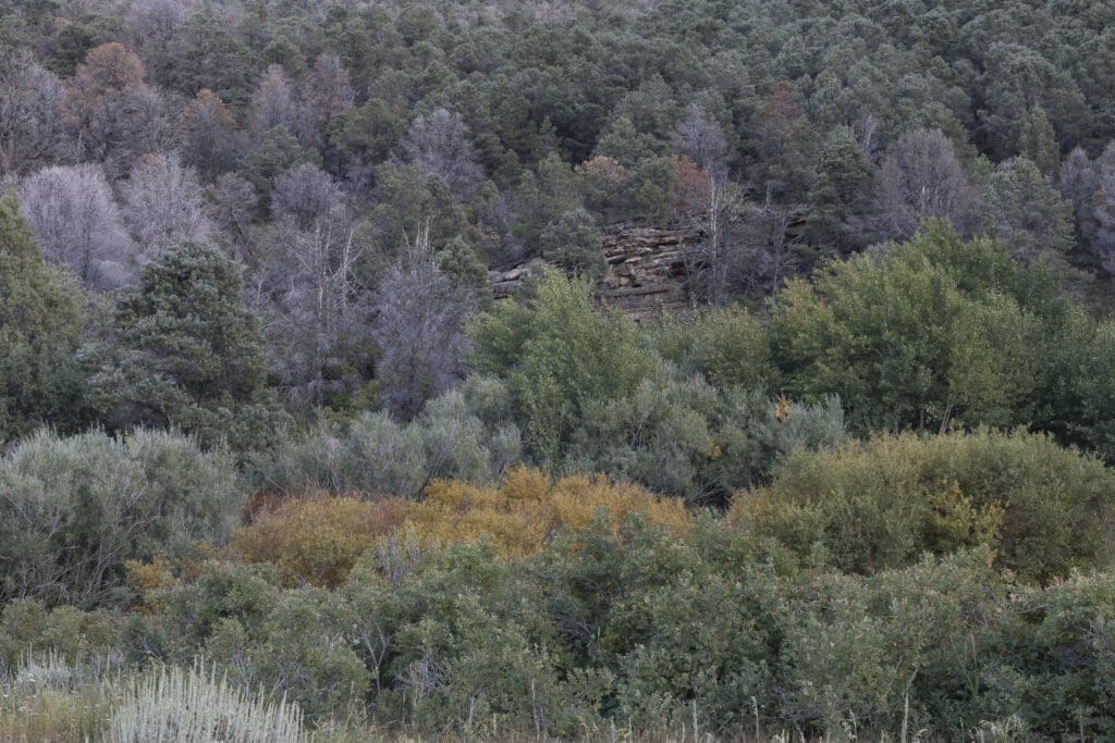 First Signs of Fall Color, Great Basin National Park