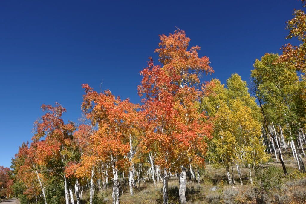 Fall Color on the Success Route