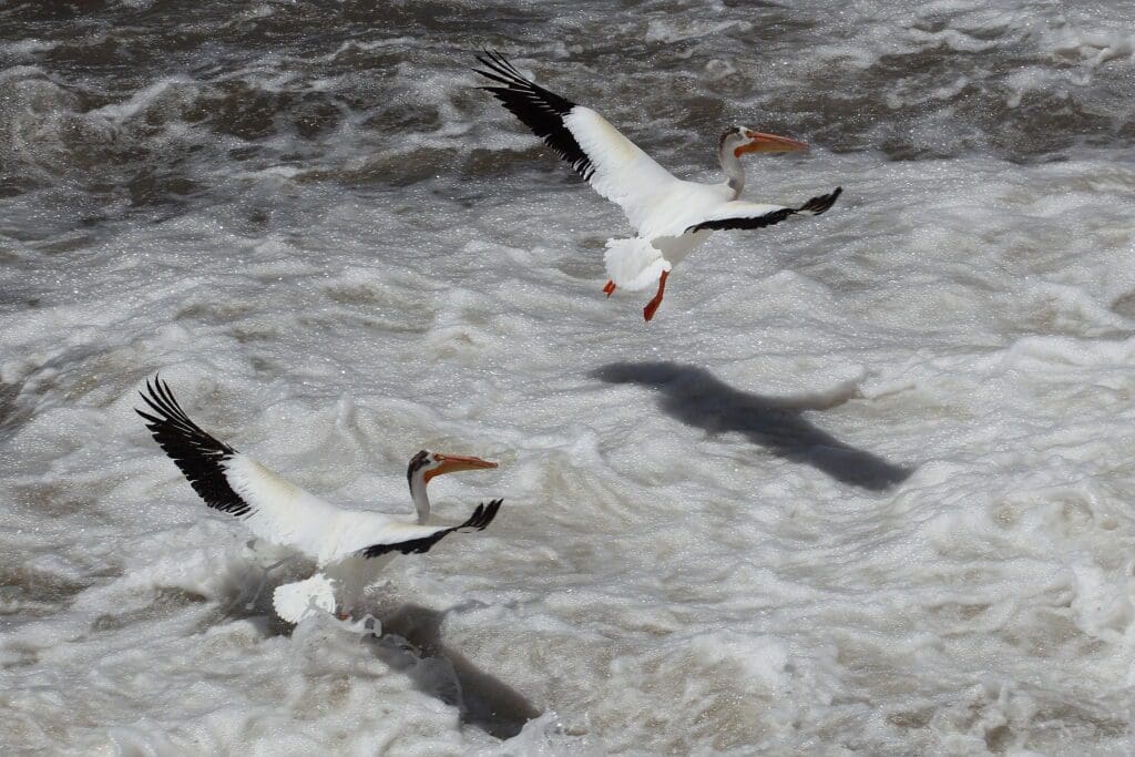 Pelicans at Pyramid Lake.