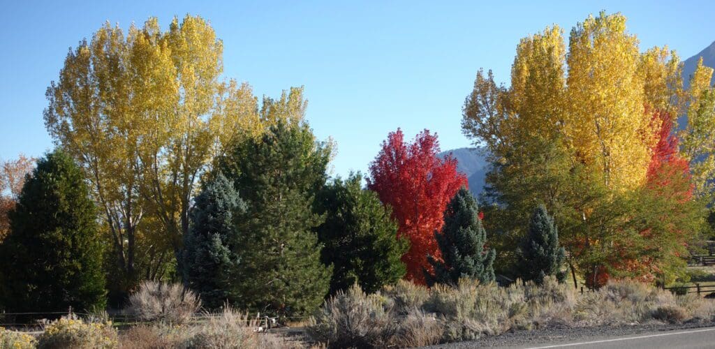 Fall Color in Carson Valley
