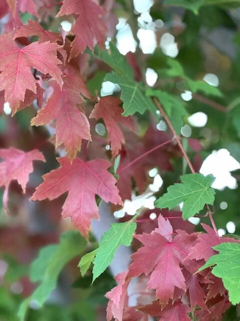 Maple Tree Turning Early in July