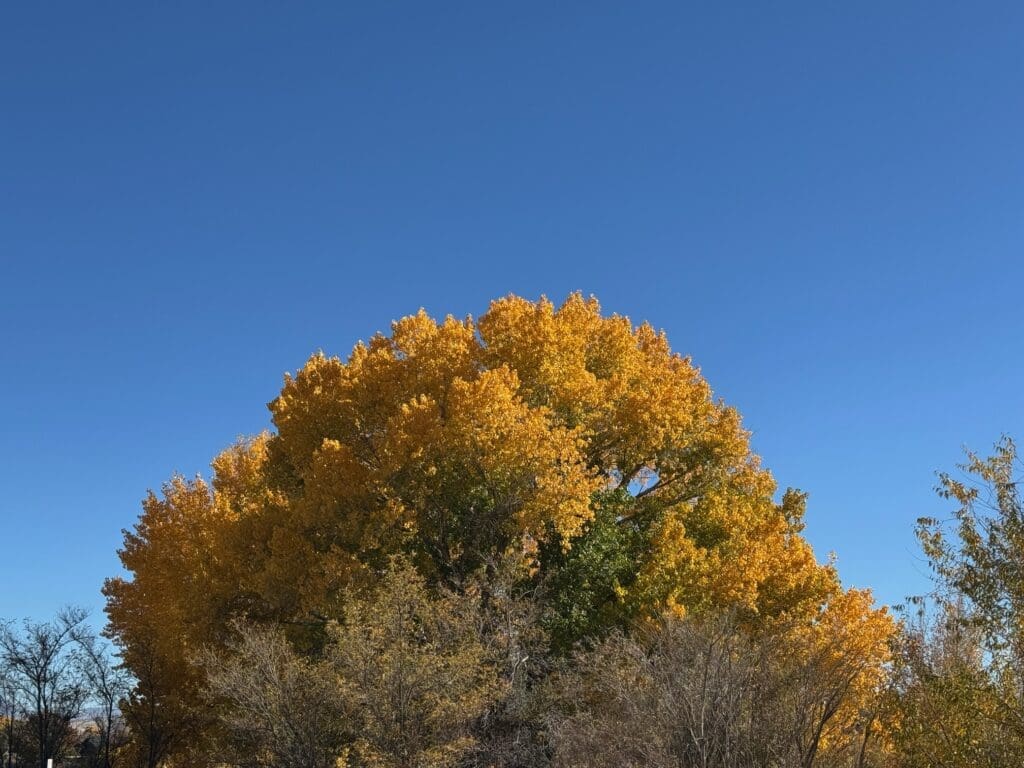 Cottonwood in Yerington