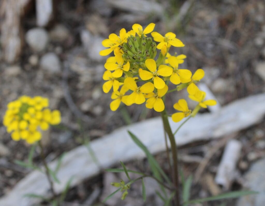 Yellow Wallflower