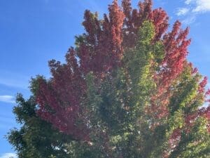 Maple Tree changing color for fall