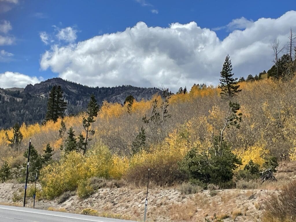 Fall color along the Mount Rose Highway