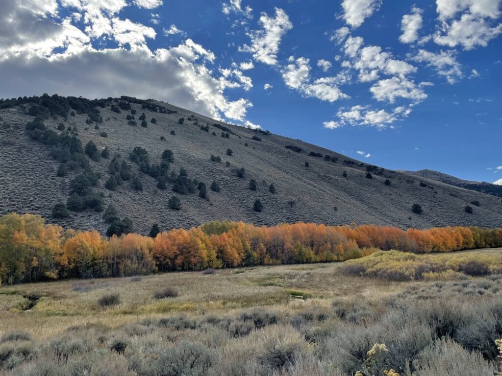 Orange aspens in Kingston Canyon