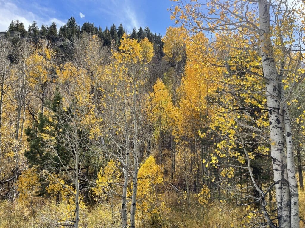 Yellow fall foliage in Hope Valley