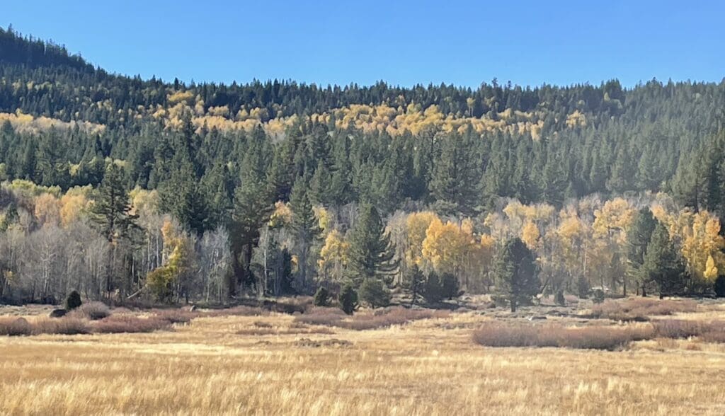 Fall foliage on a hillside in Hope Valley