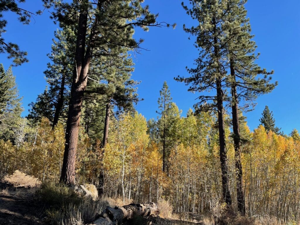 Fall color at Spooner Lake State Park