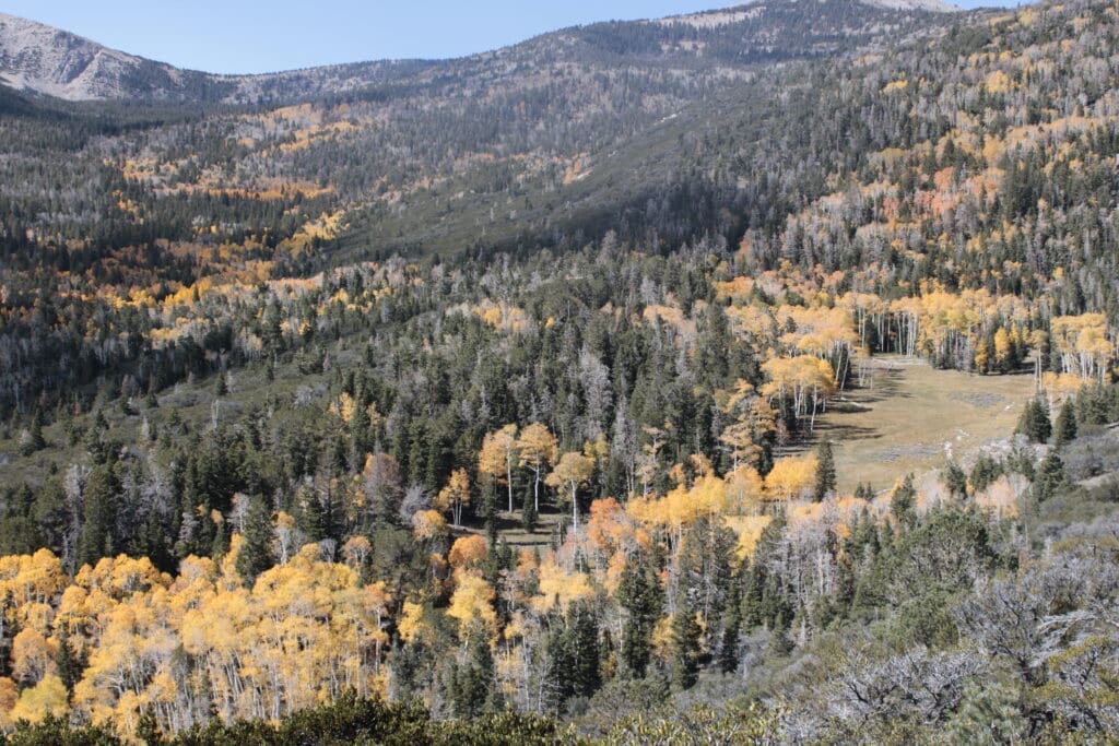 Autumn colors on hillside