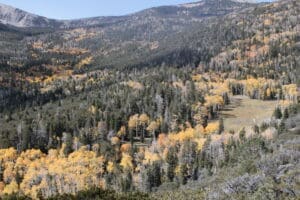 Autumn colors on hillside