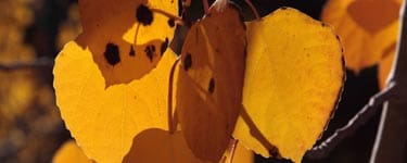 aspen leaves
